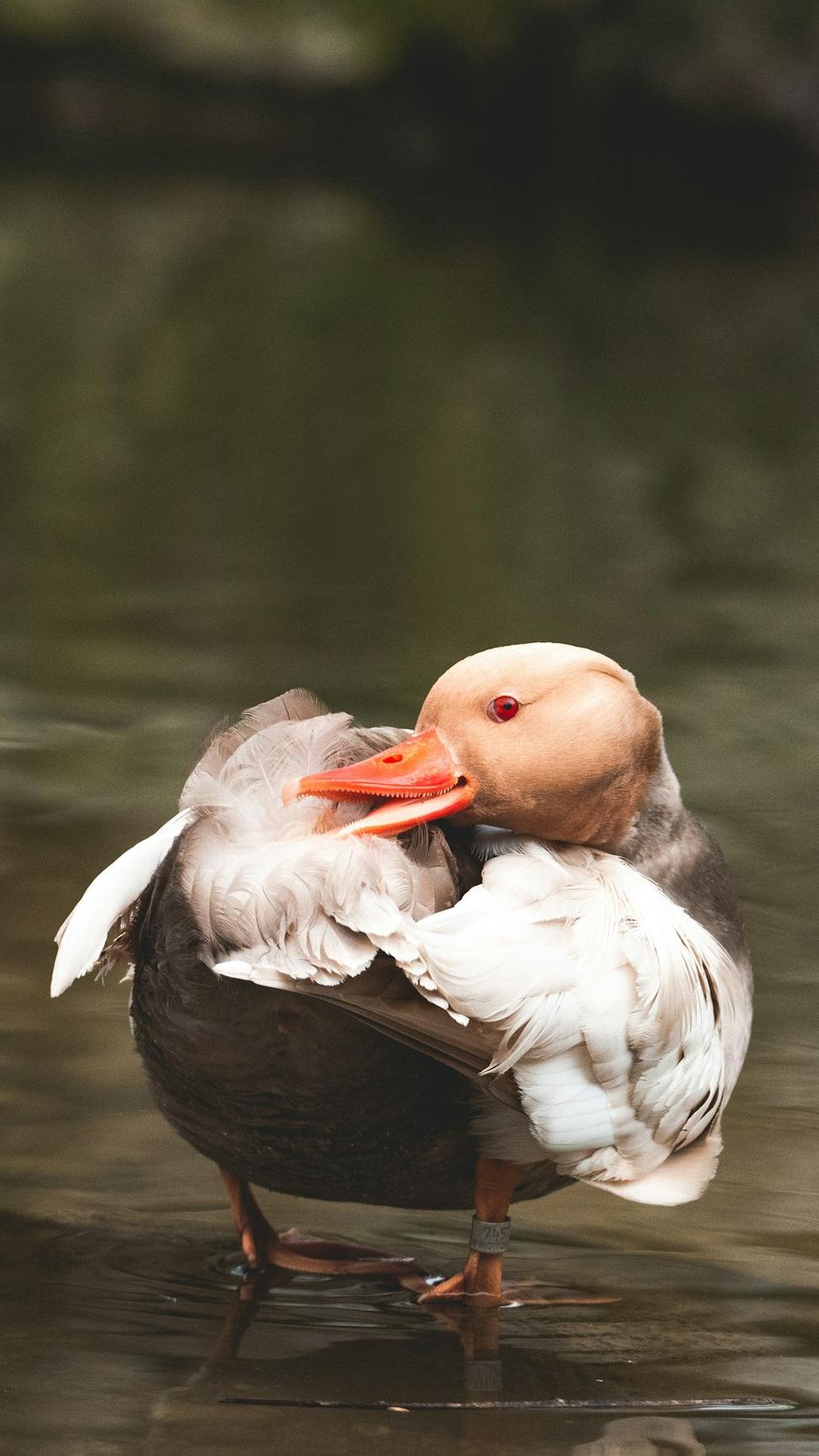 Duck Breast
