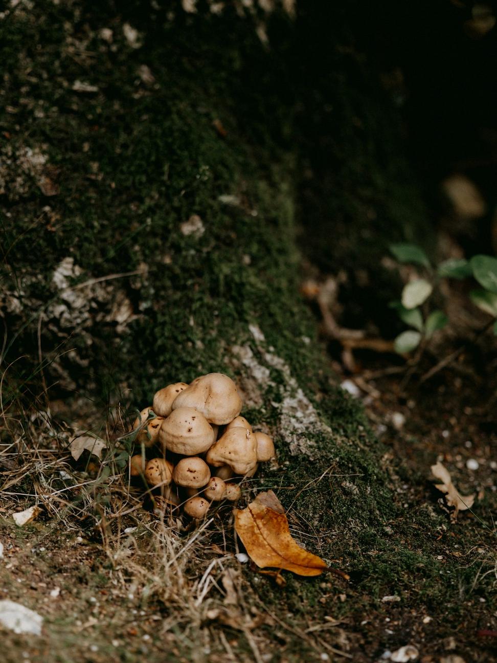 Wild Mushroom Risotto